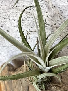 新入荷チランジア New Arrival Tillandsia - Frontier Plants