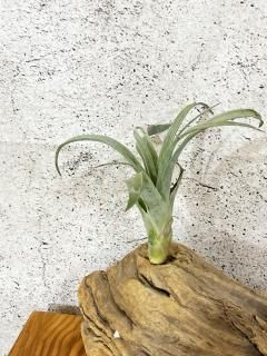 大型種 - Frontier Plants ONLINE STORE フロンティアプランツ