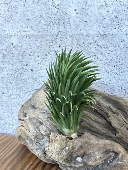 チランジア・イオナンタ・スペシャルフォーム T. ionantha