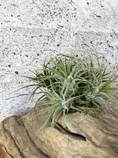 イオナンタ Ionantha グループ - Frontier Plants ONLINE STORE イオナンタ Ionantha グループ - Frontier Plants ONLINE STORE