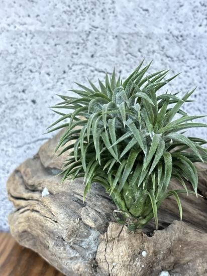 チランジア・イオナンタ・シックリーフ T. ionantha Thick Leaf