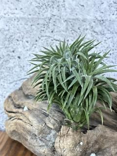 イオナンタ Ionantha グループ - Frontier Plants ONLINE STORE イオナンタ Ionantha グループ - Frontier Plants ONLINE STORE