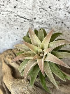 イオナンタ Ionantha グループ - Frontier Plants ONLINE STORE イオナンタ Ionantha グループ - Frontier Plants ONLINE STORE