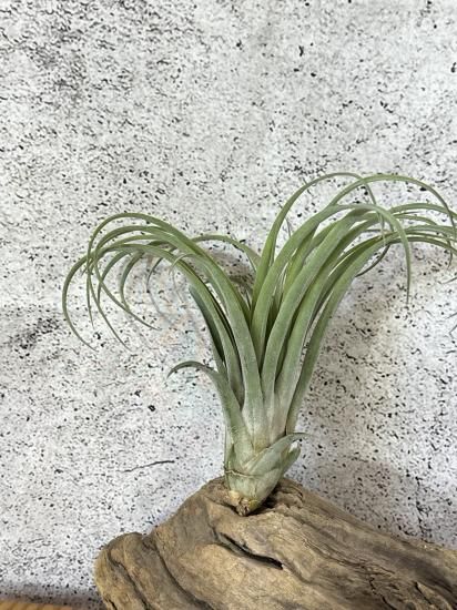 チランジア・リオホンドエンシスxイオナンタ・ドルイド T