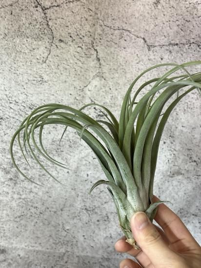 S*︎様 現物　チランジア・リオホンドエンシス　ⅩＬ　50ｃｍ　Tillands ノ*リ様 現物 チランジア・リオホンドエンシス ⅩL 花付きエアー