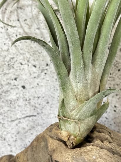 〈菫〉Tillandsia リオホンドエンシス R F x イオナンタフエゴ リオホンドエンシス x イオナンタ【スタッフ特選】 | air-plants TENGU-DO