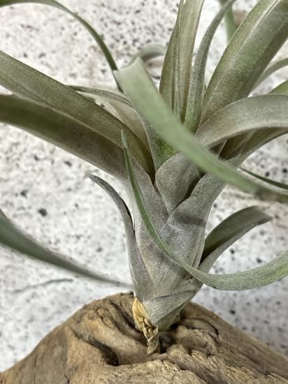 チランジア・リオホンドエンシスxストレプトフィラ T. riohondoensis