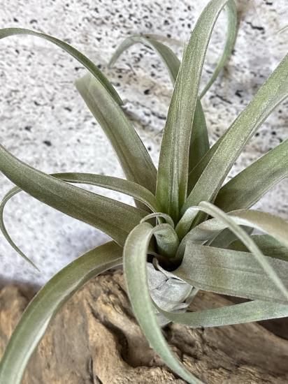 チランジア　リオホンドエンシスｘストレプトフィラ チランジア・リオホンドエンシスxストレプトフィラ T. riohondoensis