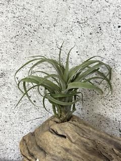 新入荷チランジア New Arrival Tillandsia - Frontier Plants 新入荷チランジア New Arrival Tillandsia - Frontier Plants