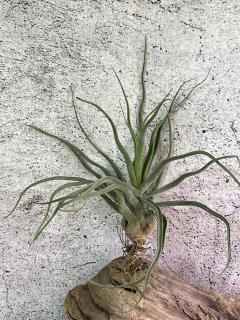 大型種 - Frontier Plants ONLINE STORE フロンティアプランツ