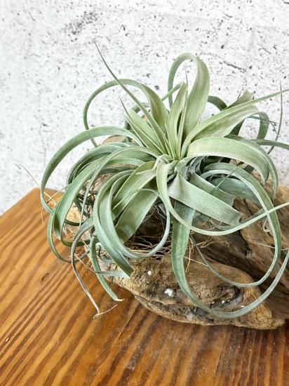 S*︎様 現物　チランジア・リオホンドエンシス　ⅩＬ　50ｃｍ　Tillands チランジア・リオホンドエンシス（チランジア・カピタータ・シルバー