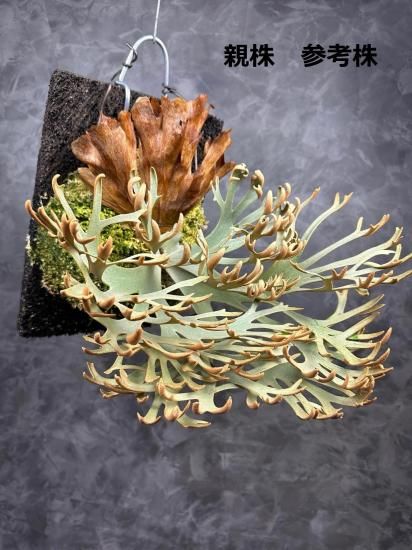 [現品] ビガクシダ　ウィリンキー(オリジナル株) P. willinckii 'RU309' ビカクシダ 胞子 pd8s コウモリラン