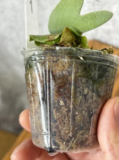 現品】ビカクシダ・ウィリンキー・O. M. G. 胞子培養 P. willinckii