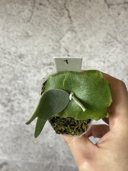 現品】ビカクシダ・ウィリンキー・O. M. G. 胞子培養 P