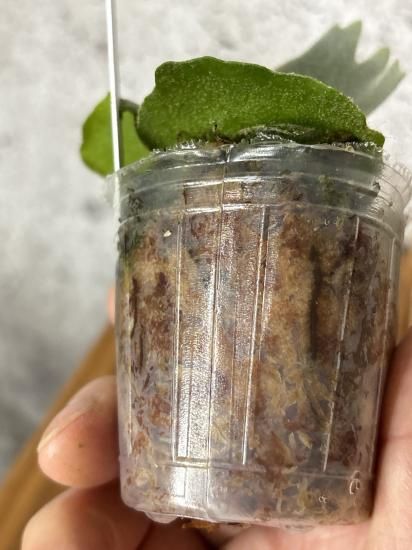 ビカクシダ OMG 胞子培養　2株 ビカクシダ OMG胞子培養株 値引き中 - メルカリ