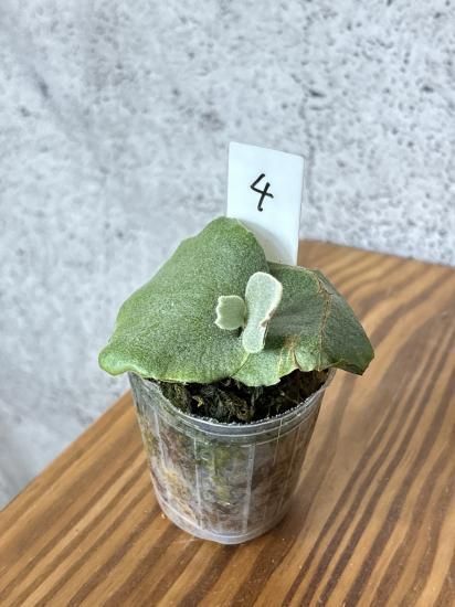 現品】ビカクシダ・ウィリンキー・O. M. G. 胞子培養 P. willinckii