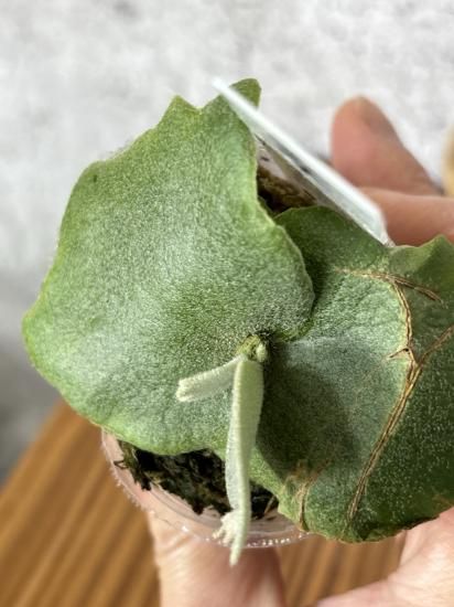 現品】ビカクシダ・ウィリンキー・O. M. G. 胞子培養 P. willinckii 現品】ビカクシダ・ウィリンキー・O. M. G. 胞子培養 P. willinckii