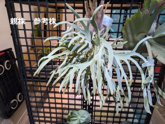 ビカクシダ「P. Ginka」胞子培養から1年の記録。OC株からのDNAを