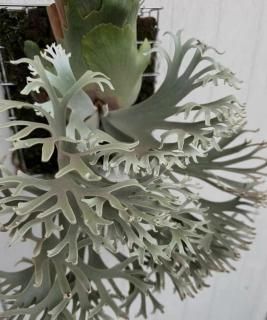 Platycerium ビカクシダ - Frontier Plants ONLINE STORE
