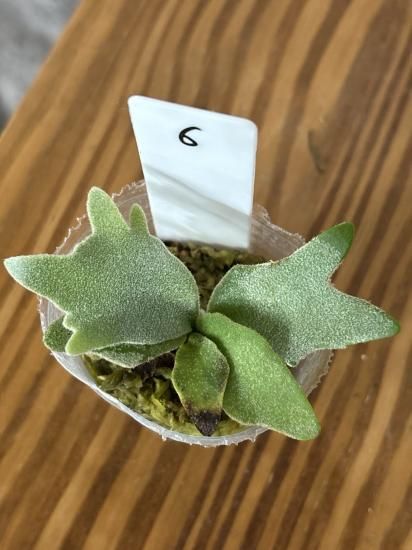 P.willinckii nano 胞子撒き spore スポア ウィリンキー 現品】ビカクシダ・ウィリンキー・ナノ 胞子培養 P. willinckii