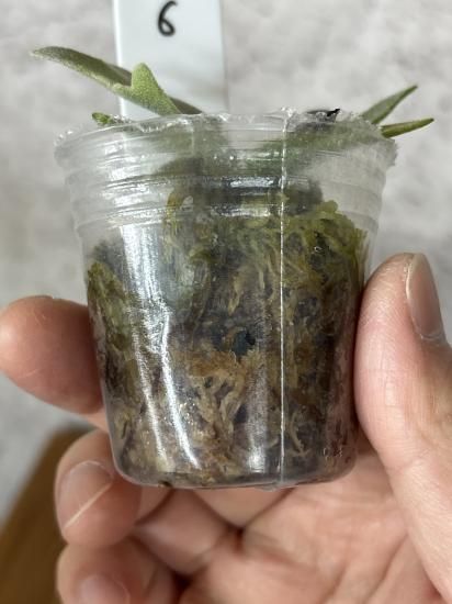 現品】ビカクシダ・ウィリンキー・ナノ 胞子培養 P. willinckii