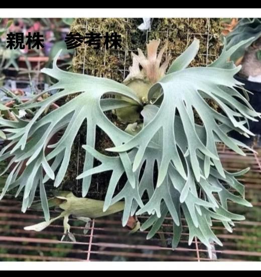 現品】ビカクシダ・ベイチー セルソ TC苗 Platycerium veitchii