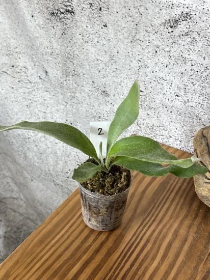 現品】ビカクシダ・ベイチー セルソ TC苗 Platycerium veitchii