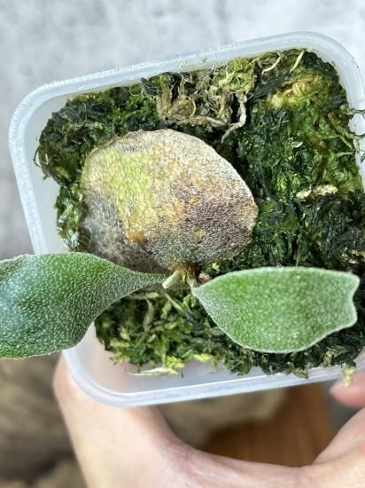 現品】ビカクシダ・シュプール オリジナルクローン Platycerium