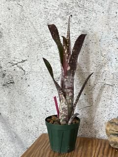 Billbergia ビルベルギア - Frontier Plants ONLINE STORE