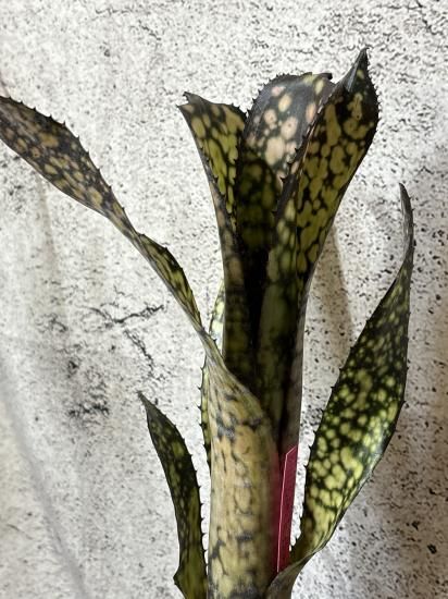 現品】ビルベルギア・ブラックパール Billbergia Black Pearl(Las