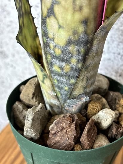 Billbergia Black Pearl 斑入り？ ビルベルギア ブラック パール「Billbergia Black Pearl」3/5