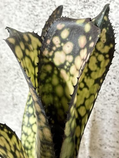 現品】ビルベルギア・ブラックパール Billbergia Black Pearl(Las