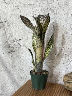 Billbergia ビルベルギア - Frontier Plants ONLINE STORE