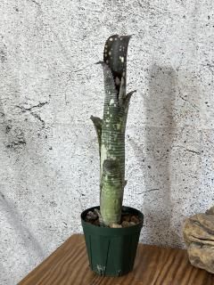 Billbergiaセット　ビルベルギア 楽天市場】billbergia（花・観葉植物｜花・ガーデン・DIY）の通販