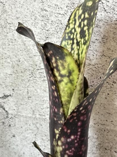 現品】ビルベルギア・エル ゾロ Billbergia El Zorro（Carrone's