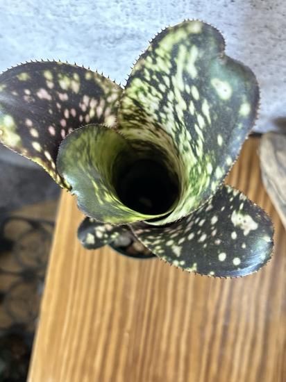 現品】ビルベルギア・エル ゾロ Billbergia El Zorro（Carrone's