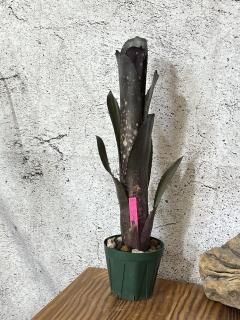 る*た様 Billbergia 3株セット Frontier Plants】オンラインストア4月27日販売予定の約40種類の