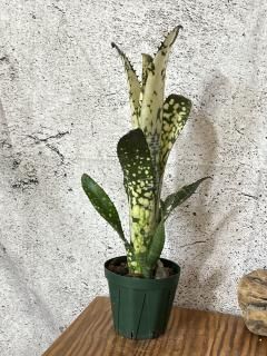 Billbergia ビルベルギア - Frontier Plants ONLINE STORE