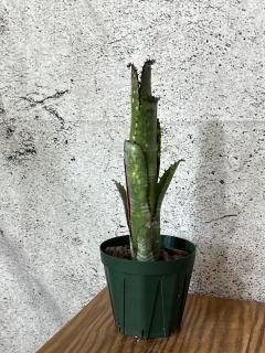 Billbergia 'Vicky Chirnside' ビルベルギア - メルカリ