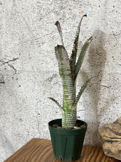 Billbergia ビルベルギア - Frontier Plants ONLINE STORE