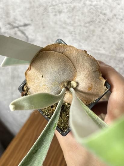 ビカクシダ ベイチー AR 2 2025年最新】veitchii arの人気アイテム - メルカリ