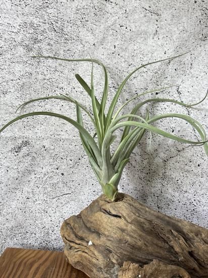 Tillandsia ‘Deborah Ann’（デボラアン） Tillandsia Deborah Ann (Tillandsia riohondoensis variegated