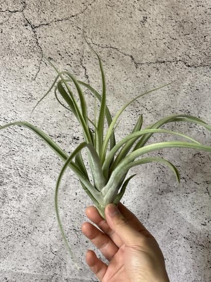Tillandsia Deborah Ann 速達発送 Tillandsia Deborah Ann 速達発送