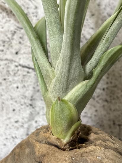 現品】チランジア・デボラアン T. Deborah Ann【3】 - Frontier Plants