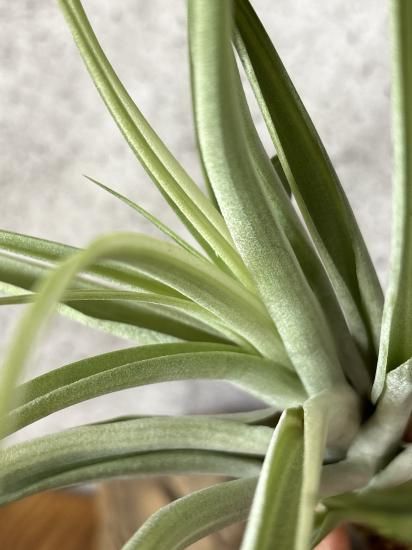 Tillandsia ‘Deborah Ann’（デボラアン） Tillandsia 'Deborah Ann' – Tropiflora