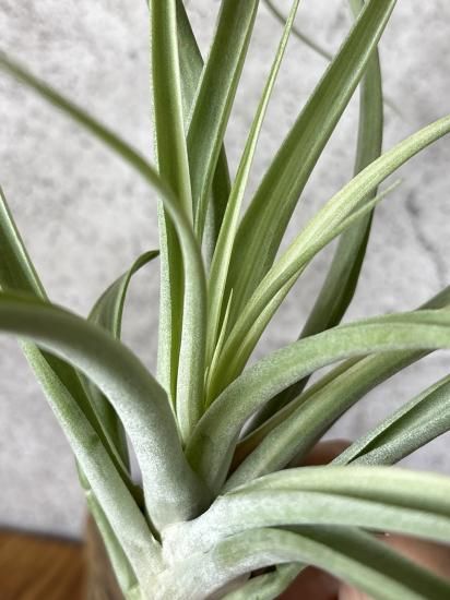 Tillandsia ‘Deborah Ann’（デボラアン） Tillandsia Deborah Ann (Tillandsia riohondoensis variegated
