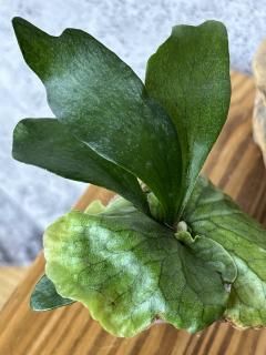 Platycerium ビカクシダ - Frontier Plants ONLINE STORE