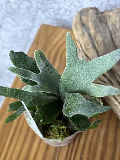 現品】ビカクシダ・バクテリア 胞子苗 Platycerium Bacteria Sporeling