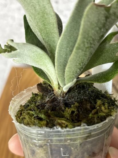 現品】ビカクシダ・バクテリア 胞子苗 Platycerium Bacteria Sporeling