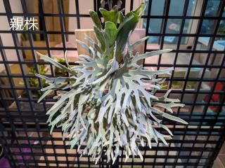 Frontier Plants ONLINE STORE フロンティアプランツ オンライン